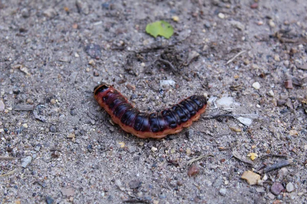 Une Grande Chenille Sur Asphalte Été Photo Auteur Caterpillar Est — Photo