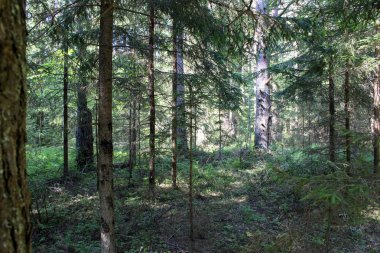 Yazın manzara resimli orman ve güzel bir ormanın fotoğrafı. Kozalaklı ve yaprak döken ağaçlar. Yılın bu zamanı yaz. Günün bir vakti. Dallardaki iğne ve yapraklar yeşildir. resimsi manzara.