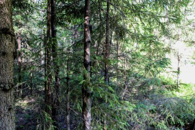 Yazın manzara resimli orman ve güzel bir ormanın fotoğrafı. Kozalaklı ve yaprak döken ağaçlar. Yılın bu zamanı yaz. Günün bir vakti. Dallardaki iğne ve yapraklar yeşildir. resimsi manzara.