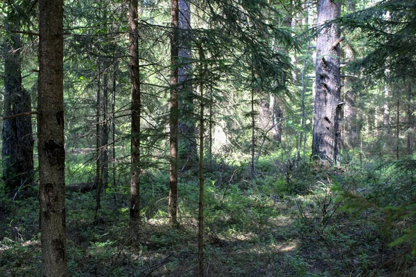 landscape picturesque forest in summer / photo of a beautiful forest. coniferous and deciduous trees. the time of year is summer. time of day day. needles and leaves on branches are green. picturesque landscape.