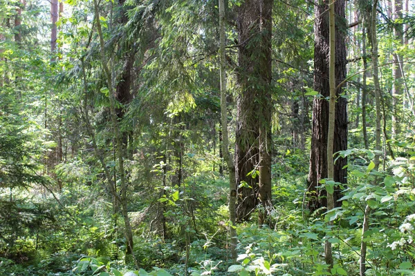 landscape picturesque forest in summer / photo of a beautiful forest. coniferous and deciduous trees. the time of year is summer. time of day day. needles and leaves on branches are green. picturesque landscape.