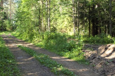 Yazın ormanda yol, yazın fotoğraf ormanı. Ağaçların arasında bir yol var. Yapraklar ve çimenler yeşil. Yılın bu zamanı yaz. Güneşli bir gün. Güzel manzara..