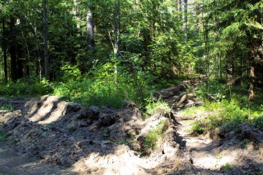 Yazın ormanda yol, yazın fotoğraf ormanı. Ağaçların arasında bir yol var. Yapraklar ve çimenler yeşil. Yılın bu zamanı yaz. Güneşli bir gün. Güzel manzara..