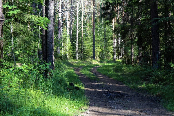 Yazın ormanda yol, yazın fotoğraf ormanı. Ağaçların arasında bir yol var. Yapraklar ve çimenler yeşil. Yılın bu zamanı yaz. Güneşli bir gün. Güzel manzara..
