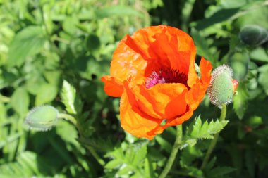 Bahçedeki kırmızı gelincik yazın ve haşhaş fotoğrafında. Bahçedeki çiçek güzel ve parlak. Bud 'ın portakal yaprakları var. Yapraklar ve gövde yeşildir. Yılın bu zamanı yaz..