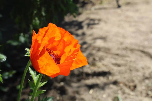 Red Poppy Garden Summer Photo Poppy Flower Garden Beautiful Bright — ストック写真