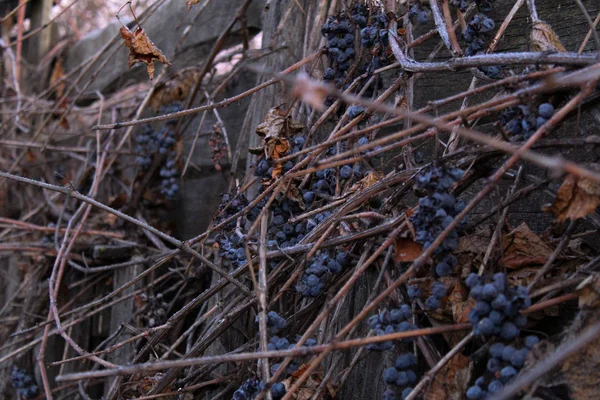 Dry Grapes Vine Autumn Photo Black Grapes Berries Dry Hanging — 스톡 사진