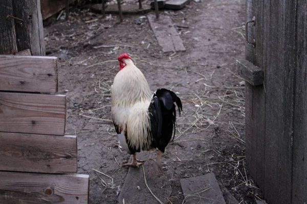 夏の田舎の家の庭の鶏 美しい鶏の写真 カントリーハウスの中庭にあります今年の夏は — ストック写真