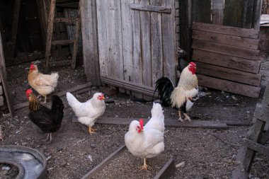 Horoz ve tavuklar kırsal bir evin bahçesinde tavuklarla dolu bir çiftliğin yaz fotoğrafında otlarlar. Horoz ve tavuklar kırsal alanda buğday gagalarlar. Yılın bu zamanı yazdır..