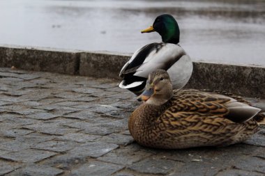 Şehrin nehir kıyısındaki kaldırımda iki ördek ve iki ördek. İki ördek. Kuşlar nehir kıyısındaki şehirde bulunur. Yılın bu zamanı soğuk sonbahar.