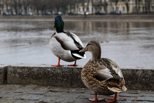 Two Ducks Cobblestone Pavement River Bank City Photo Two Ducks — Stock Photo, Image