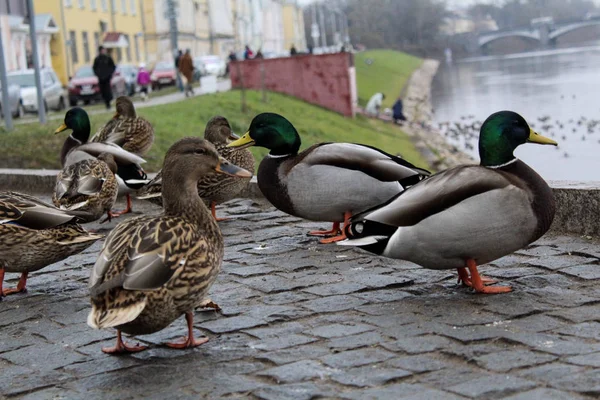 a lot of ducks on the river embankment in the city in autumn / photo of ducks in the city. many birds are found on the banks of the river. beautiful stone embankment. the season is cold autumn.
