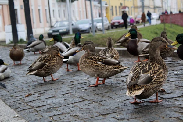 Lot Ducks River Embankment City Autumn Photo Ducks City Many — Stock Photo, Image