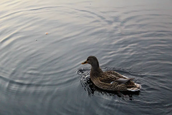 River Duck Mallard River Autumn Photo Wild Duck River Female — Stock Photo, Image