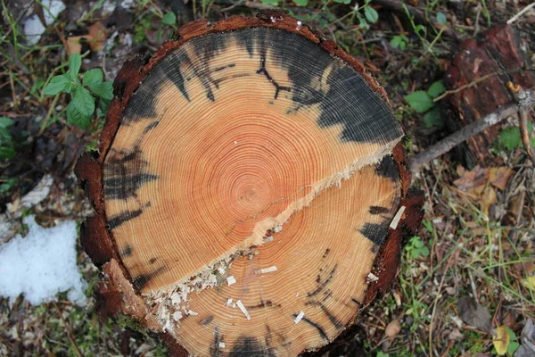 cut of a tree with rings in the forest / photo of a fresh cut of a tree. you can see the rings on it. stump in the forest.