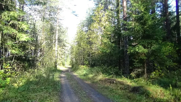 Droga Lesie Słoneczny Letni Dzień Zdjęcie Krajobrazu Lasu Środku Drogi — Zdjęcie stockowe