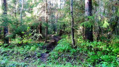 fire pit in a picturesque forest in summer / photo beautiful landscape of the Park. the time of year is summer. the foliage of coniferous and deciduous trees is green. there is a fire pit in the forest.