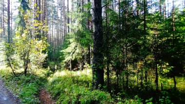 fire pit in a picturesque forest in summer / photo beautiful landscape of the Park. the time of year is summer. the foliage of coniferous and deciduous trees is green. there is a fire pit in the forest.