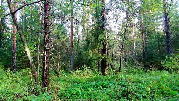 Paysage Une Forêt Pittoresque Par Une Journée Ensoleillée Été Photo — Photo