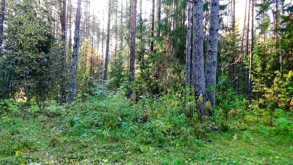 Paysage Une Forêt Pittoresque Par Une Journée Ensoleillée Été Photo — Photo