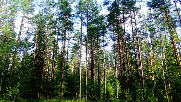 Paisaje Pintoresco Bosque Día Soleado Verano Foto Hermoso Paisaje Del — Foto de Stock