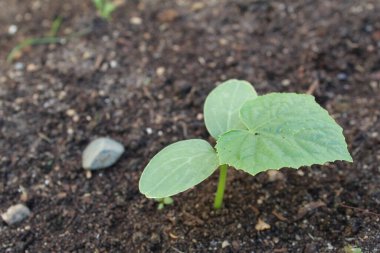 cucumber seedlings in the soil in spring and summer / photos of cucumber seedlings. the plant is planted in the soil. the time of year is spring, the beginning of summer. the leaves of the vegetable are green, small.