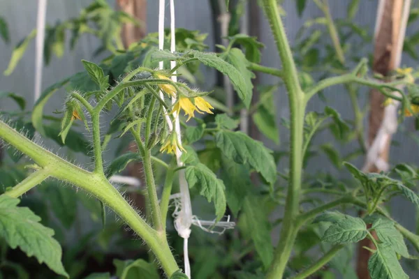 green tomatoes growing in the garden in summer / photo tomato seedlings. the plant grows in a greenhouse. the stem and leaves are green. 