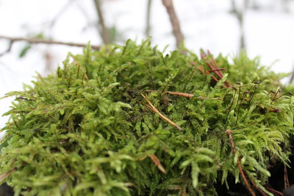 Mousse Verte Sur Tronc Arbre Dans Forêt Hiver Photo Mousse — Photo