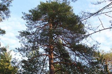 Kozalaklı ağaçların tepeleri ve mavi gökyüzü, fotoğraf ağaçları ve gökyüzü. Yazın çam kozalaklı orman. Açık mavi gökyüzü. Günün saati..