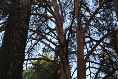 Kozalaklı ağaç gövdeleri ve mavi gökyüzü, fotoğraf ağaçları ve gökyüzü. Yazın çam kozalaklı orman. Açık mavi gökyüzü. Günün saati..