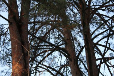 Kozalaklı ağaç gövdeleri ve mavi gökyüzü, fotoğraf ağaçları ve gökyüzü. Yazın çam kozalaklı orman. Açık mavi gökyüzü. Günün saati..
