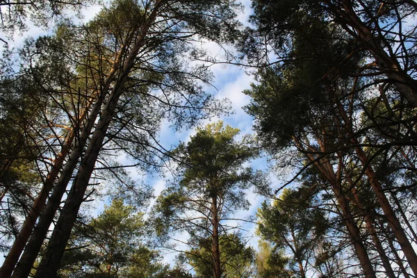 Copas Árboles Coníferas Pinos Cielo Azul Árboles Fotos Cielo Bosque — Foto de Stock