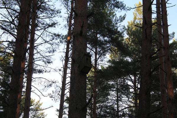 Troncos Árvores Coníferas Pinheiros Céu Azul Árvores Fotográficas Céu Floresta — Fotografia de Stock