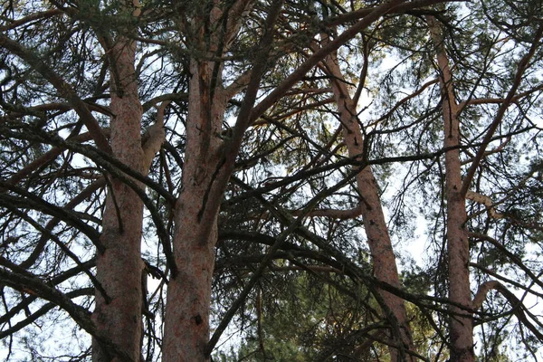 Troncos Árvores Coníferas Pinheiros Céu Azul Árvores Fotográficas Céu Floresta — Fotografia de Stock