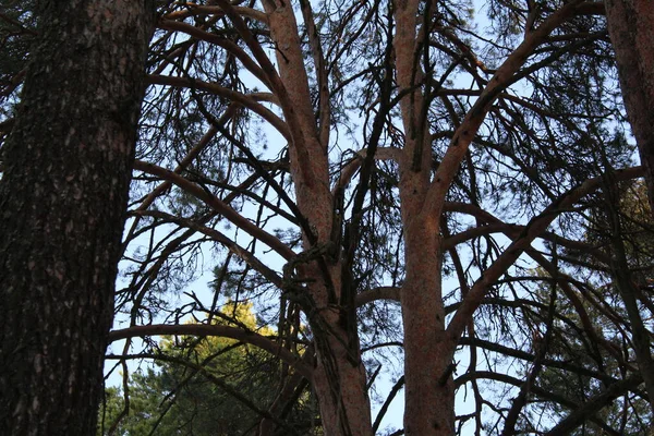 Troncos Coníferas Árboles Pinos Azul Cielo Foto Árboles Cielo Bosque — Foto de Stock