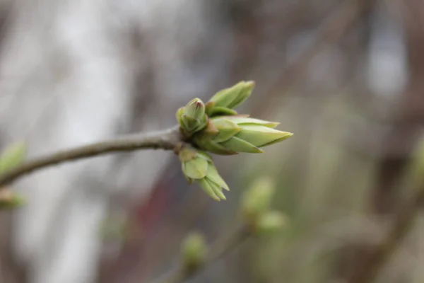 春に芽吹く木 木の枝に新鮮な小さな葉の写真 今年は春です 植物の芽が咲いています 新しい葉の生活 — ストック写真