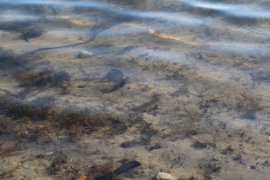İlkbaharda göletteki kumlu su tabanı, temiz sudaki fotoğraf. Kumun dibini görebilirsin. Su deposundaki su yosunları..