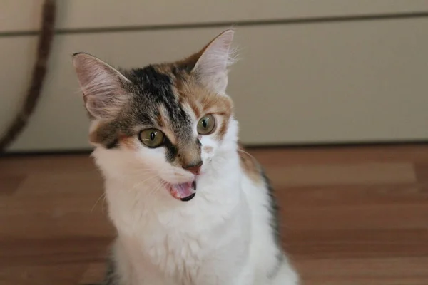 Retrato Gato Doméstico Surpreende Foto Pequeno Gatinho Ele Abriu Boca — Fotografia de Stock