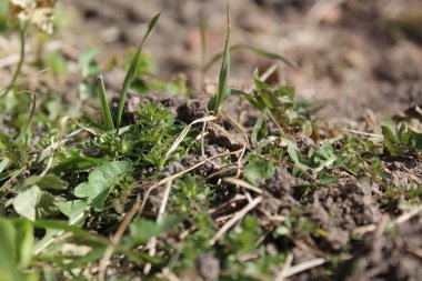 Baharda yeşil çimenler ve kahverengi toprak. Baharda fotoğraf yeşili çimenler. kahverengi dünya yakın plan.