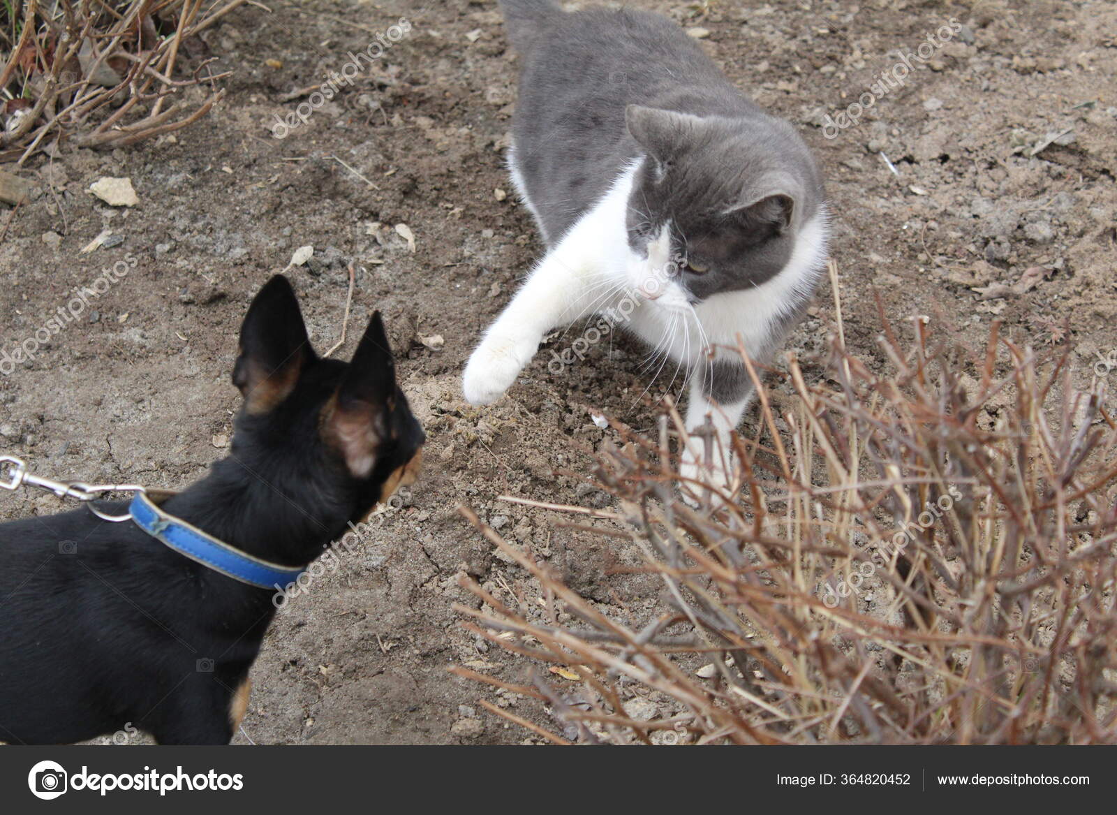 Cat Smacks Dog