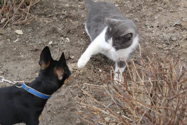 cat attacks a small dog Russian toy Terrier on a walk / photo a small dog and an adult cat. the kitten attacks the puppy.walking Pets in the open air.