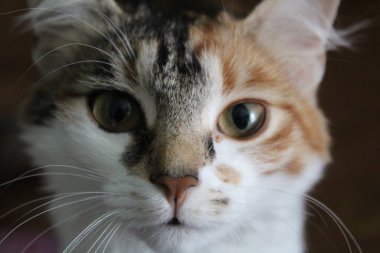Çok renkli genç bir kedinin yakın plan bir kedi fotoğrafının yakın plan portresi. Ev hayvanı üç renkli. Yün kısa ve çok renkli. güzel, büyük, zeki gözler.