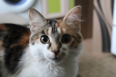 Çok renkli genç bir kedinin yakın plan bir kedi fotoğrafının yakın plan portresi. Ev hayvanı üç renkli. Yün kısa ve çok renkli. güzel, büyük, zeki gözler.