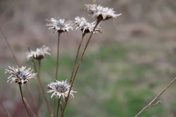 Fiore Secco Nell Erba Nel Prato All Inizio Della Primavera Foto Stock