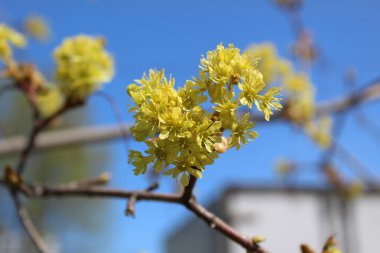 tomurcuklanan tomurcuklar ve çiçekler bir ıhlamur ağacının dallarında mavi gökyüzüne karşı. Taze tomurcuklanan tomurcukların ve bir ağacın dallarındaki çiçeklerin fotoğrafı. Küçük yeşil yapraklar. Gökyüzü bulutsuz berrak mavi.