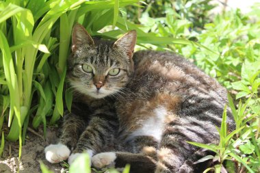 Bahar çimenlerindeki yeşil çimlerde tekir kedi. Gri tekir kedinin fotoğrafı. Bir evcil hayvan, bir çimen çalısı altında havada dinleniyor. Güneşli bir gün, sıcak bir hava. Yürüyüşe çıkmış hayvan..