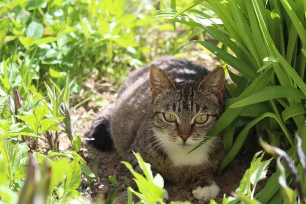 Tabby Cat Green Grass Spring Grass Foto Šedé Tabby Cat — Stock fotografie