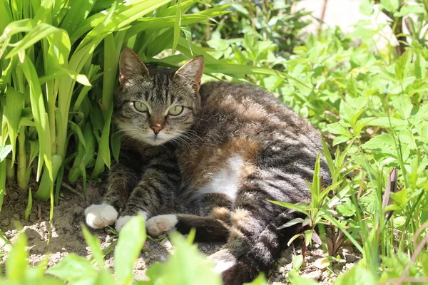tabby cat in green grass in spring grass / photo of a gray tabby cat. a pet is resting in the air under a Bush of grass. Sunny day, warm weather. animal on a walk.