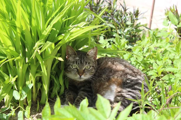 Tabby Cat Green Grass Spring Grass Foto Šedé Tabby Cat — Stock fotografie