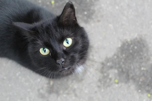 Elegantní Černá Kočka Ulici Portrét Černé Kočky Mazlíček Vypadá Zelenýma — Stock fotografie